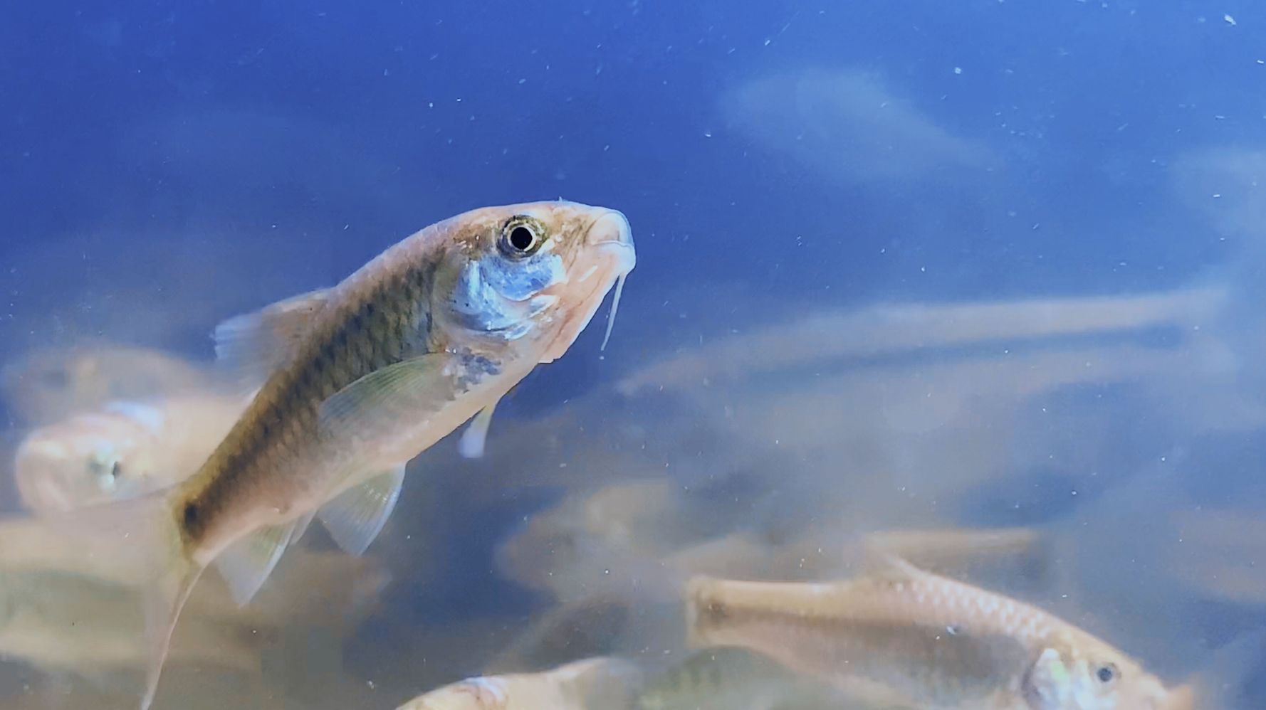 魚の舌を食べた寄生虫 そのまま魚の舌になる 不気味な姿に まるで火星人 ハフポスト