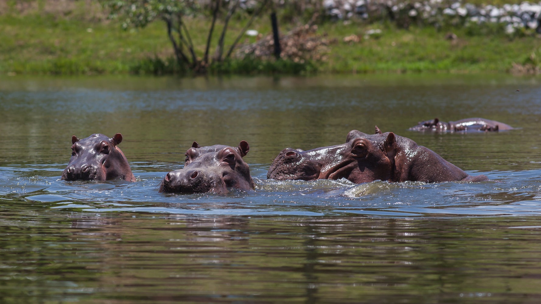 カバは法的に人間 アメリカ初 動物の法的権利を認める司法判断が示される ハフポスト カバは法的に人間 アメリカ初 動物の法的権利を認める司法判断が示される ハフポスト