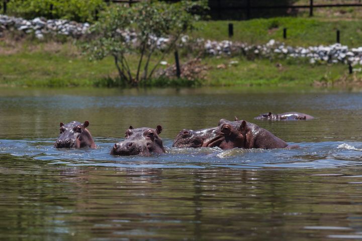 川を泳ぐ、パブロ・エスコバルが密輸したカバの子孫たち（2018年9月24日）