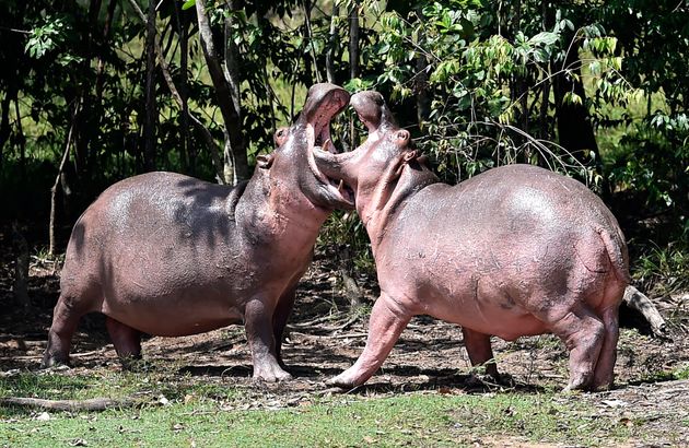 カバは法的に人間 アメリカ初 動物の法的権利を認める司法判断が示される ハフポスト