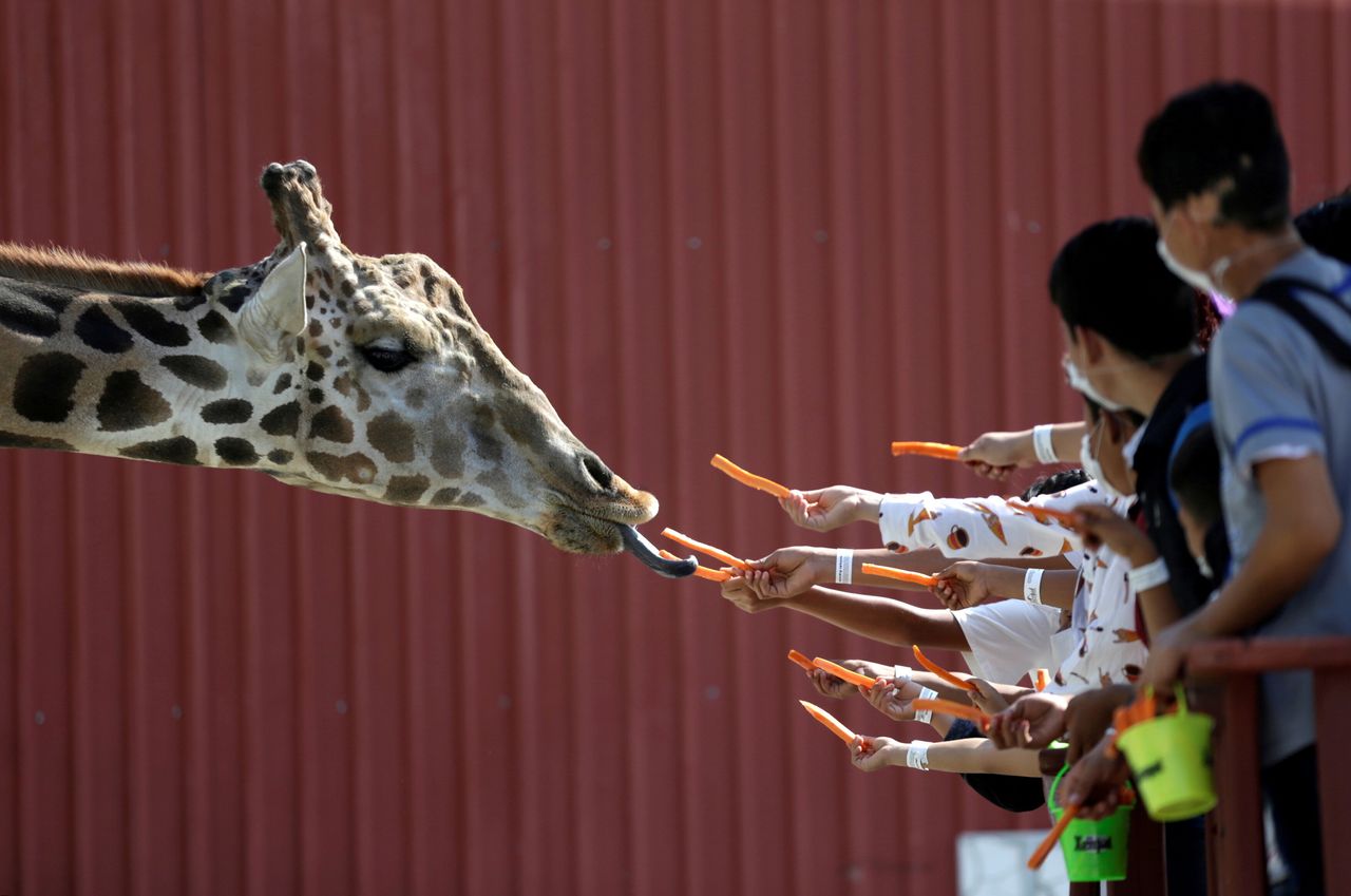Visitors give carrots to a giraffe at the Xenpal Zoo in Garcia, on the outskirts of Monterrey, Mexico, on Oct. 21.