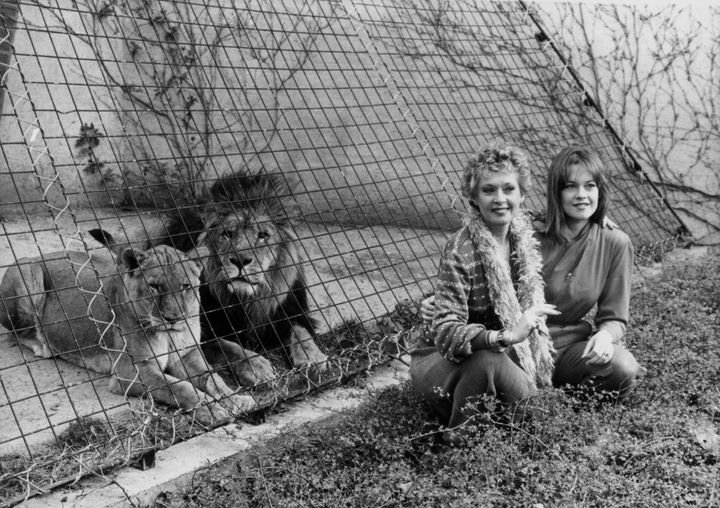 Η ηθοποιός Tippi Hedren και η ηθοποιός κόρη της Melanie Griffith ποζάρουν με τα λιοντάρια στο ζωολογικό κήπο του Λονδίνου, για την προώθηση της ταινίας «Roar», 29 Μαρτίου 1982. (Φωτογραφία από Central Press/Hulton Archive/Getty Images)