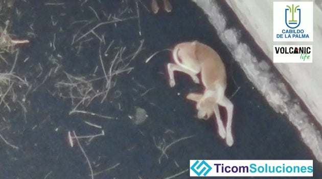 噴火で取り残された3匹の犬 忽然と姿消す 現場に謎のメッセージ 犬たちは無事さ 写真 ハフポスト 噴火で取り残された3匹の犬 忽然と姿消す 現場に謎のメッセージ 犬たちは無事さ 写真 ハフポスト