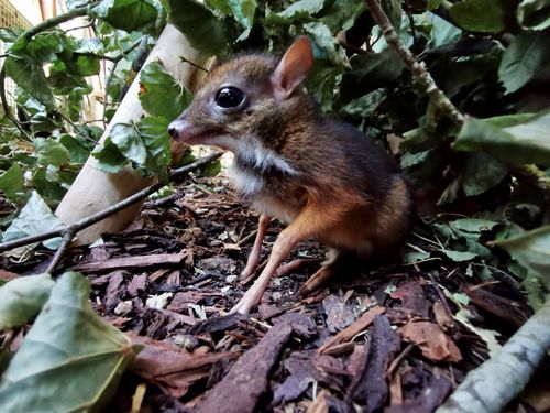 まるでバンビ」体長20センチの珍しい「マメジカ」が誕生。英動物園は「個体数の維持に重要」と歓迎 | ハフポスト WORLD