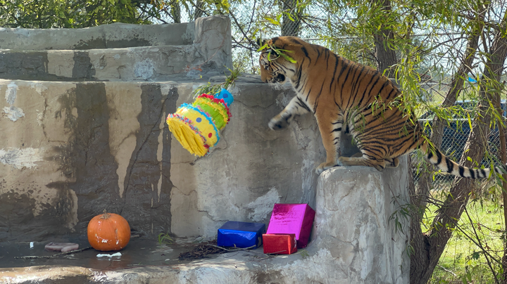 Elsa batting at her piñata at her first birthday party.