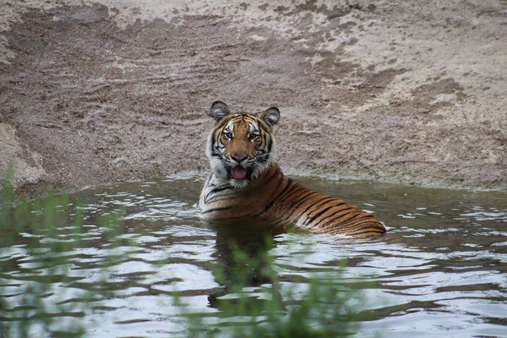 Elsa lounging in her pool.