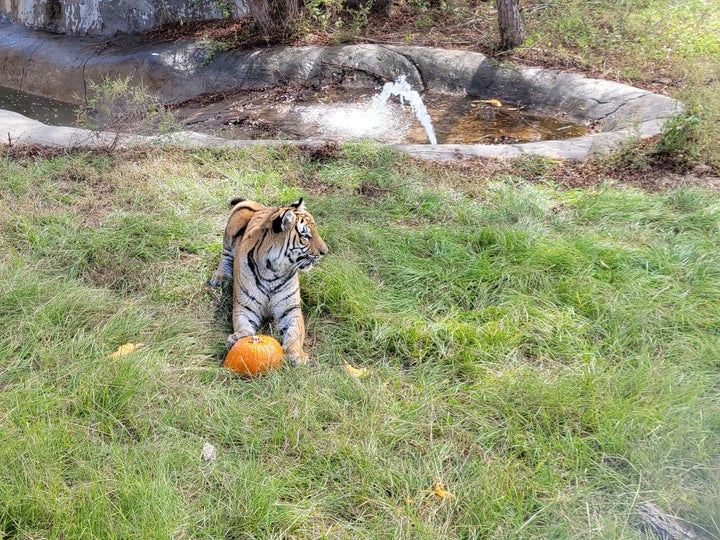 Elsa getting in the autumnal spirit.