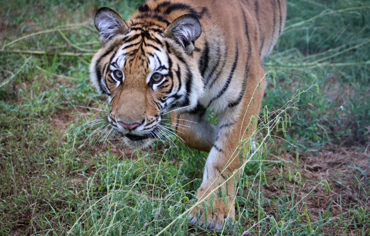 Elsa exploring her new habitat at the sanctuary.