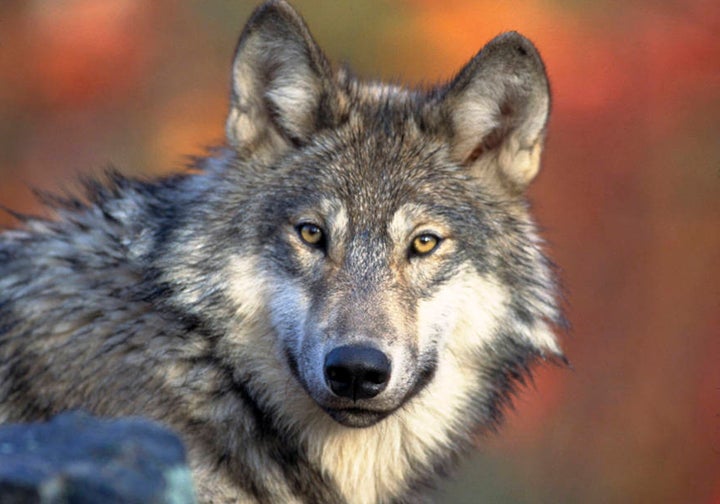 This April 18, 2008, file photo provided by the U.S. Fish and Wildlife shows a gray wolf.