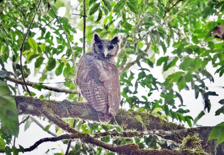 Shelley's eagle owl, folks.