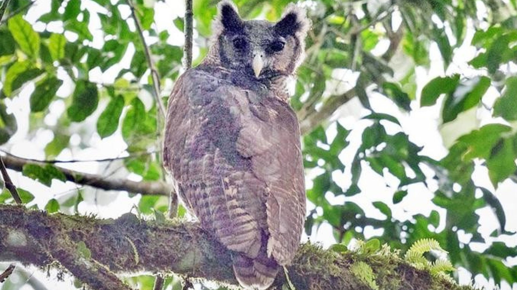 Elusive Owl Caught On Camera After Flying Under Radar For 150 Years