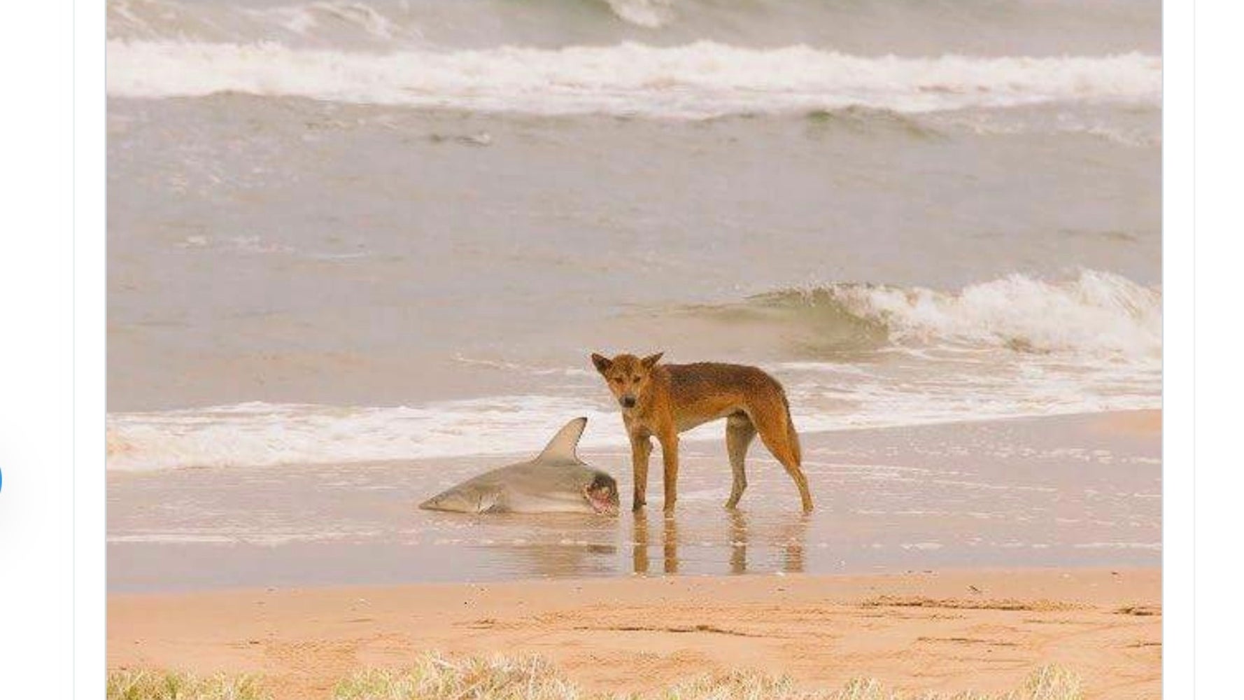 情報量が多すぎる サメを食べながら蛇の交尾を見ている犬 はコラージュ画像 過去には大喜利合戦に ハフポスト News 情報量が多すぎる サメを食べながら蛇の交尾を見ている犬 はコラージュ画像 過去には大喜利合戦に ハフポスト News