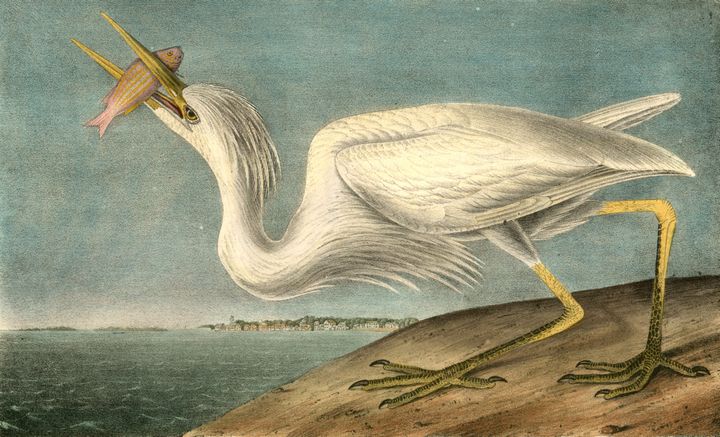 "Great White Heron" by John James Audubon.