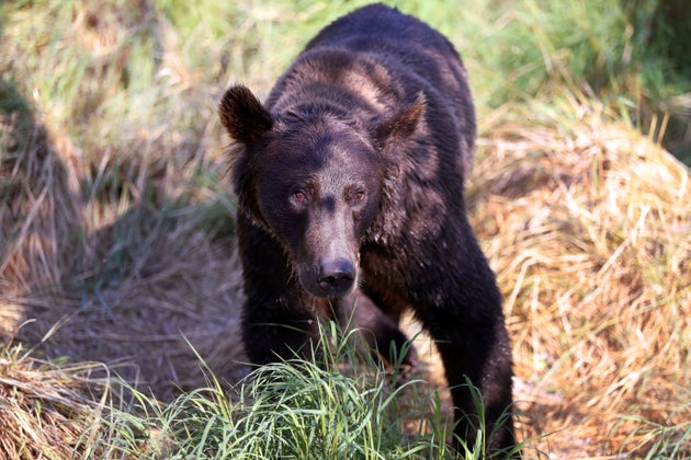 Αλάσκα: Ποδηλάτης απέκρουσε επίθεση αρκούδας που τον