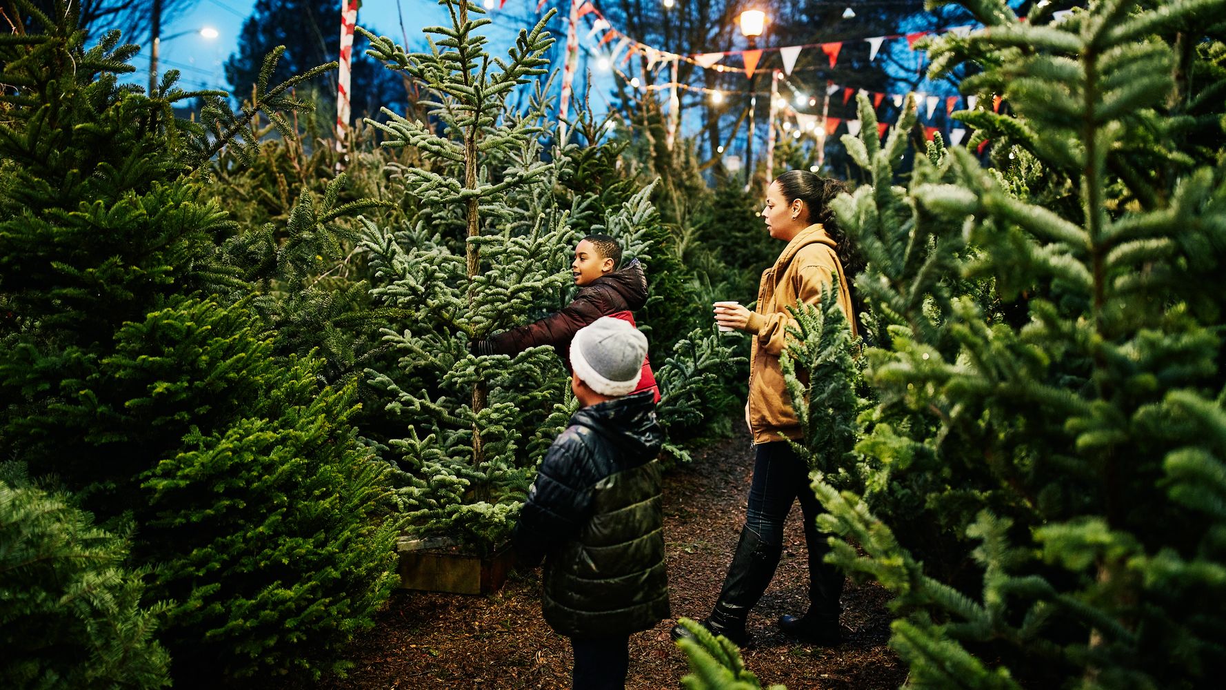 Getting A Real Christmas Tree This Year? Here's What You Should Know.
