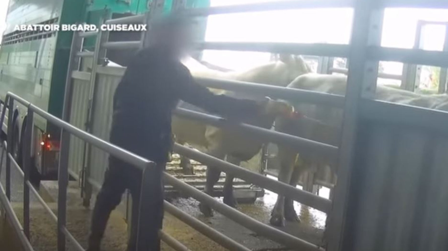 L214 dénonce de graves carences des services vétérinaires dans un abattoir Bigard