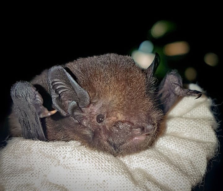 A long-tailed bat, native to New Zealand.