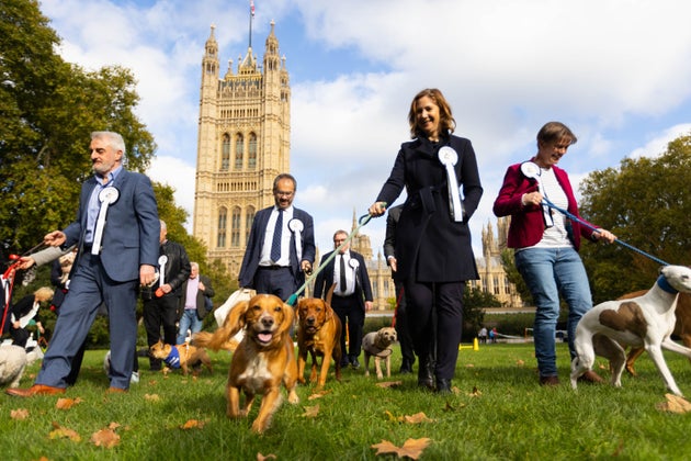Cross party MPs competing for title the Westminster Dog of the Year