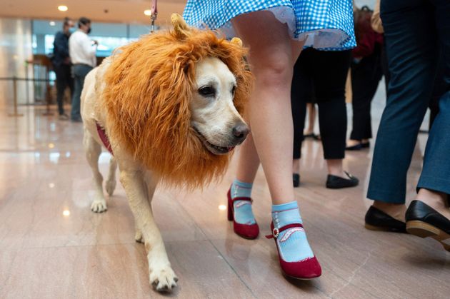 「オズの魔法使い」に登場するライオンに扮する犬