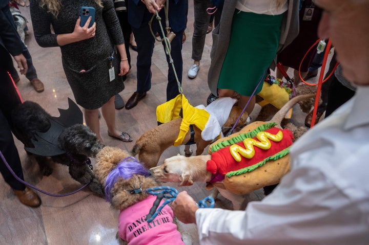 ホットドッグなどのコスチュームを着た犬たち