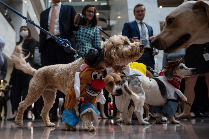 イベントに参加した犬たち