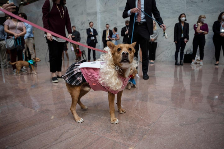 パリス・ヒルトンさんをイメージした衣装に身を包んだ犬