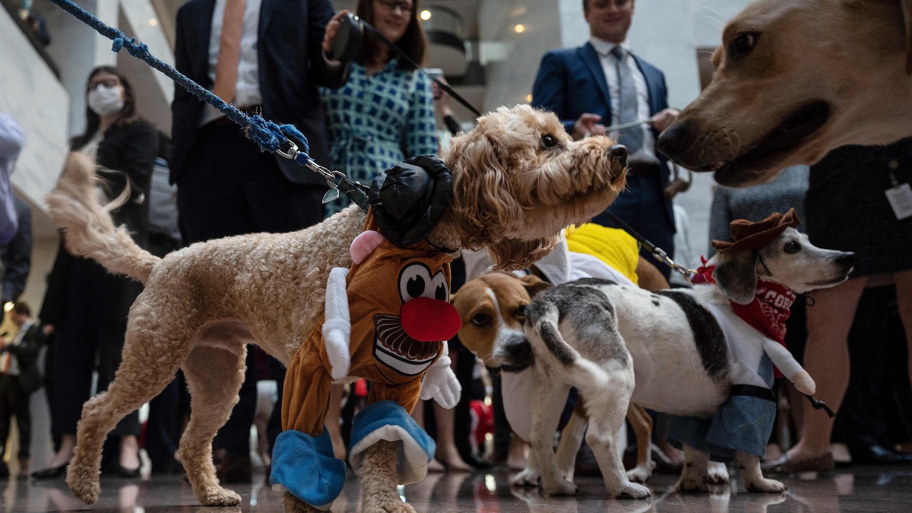 米連邦議員と犬たちがハロウィンの仮装パレード 愛らしい姿に 議員たちも笑顔になる ハフポスト World