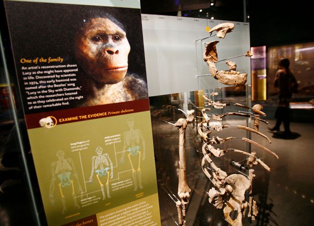 Σκελετός στην αίθουσα Anne and Bernard Spitzer Hall of Human Origins στο Αμερικανικό Μουσείο Φυσικής Ιστορίας, μια μόνιμη αίθουσα εκθέσεων που παρουσιάζει την αξιοσημείωτη ιστορία της ανθρώπινης εξέλιξης από τους πρώτους προγόνους μας πριν από εκατομμύρια χρόνια έως τους σύγχρονους Homo sapiens