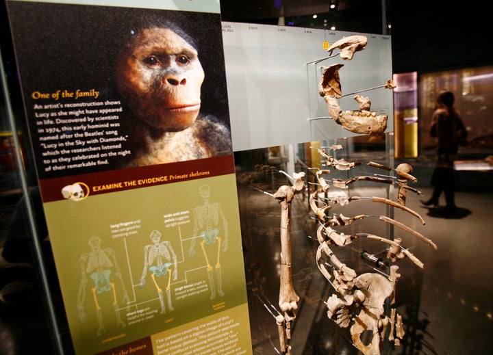 Σκελετός στην αίθουσα Anne and Bernard Spitzer Hall of Human Origins στο Αμερικανικό Μουσείο Φυσικής Ιστορίας, μια μόνιμη αίθουσα εκθέσεων που παρουσιάζει την αξιοσημείωτη ιστορία της ανθρώπινης εξέλιξης από τους πρώτους προγόνους μας πριν από εκατομμύρια χρόνια έως τους σύγχρονους Homo sapiens