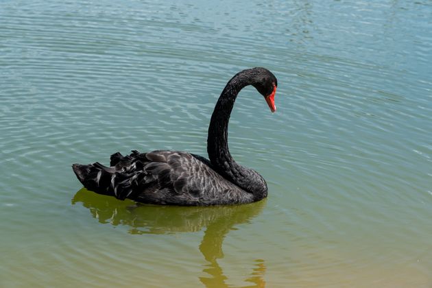 Black swans on the lake