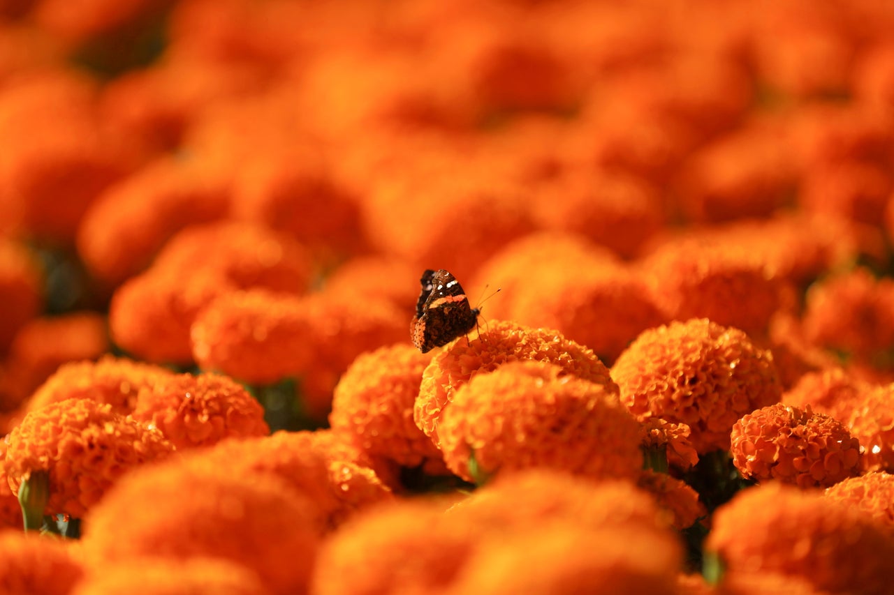 A butterfly sits on a cempasuchil marigold, the flower used during Mexico's Day of the Dead celebrations, at San Luis Tlaxialtemalco nursery in Xochimilco on the outskirts of Mexico City on Thursday.