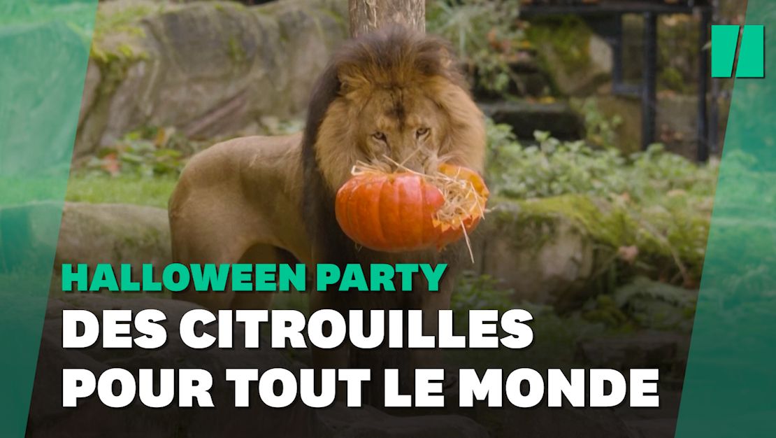 Halloween: Dans ces zoos, c'est citrouille à volonté pour les animaux