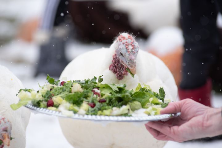 A far cry from the way we usually see turkeys at the Thanksgiving table, a turkey is served a kale dinner at the 2018 "Honoring of the Turkeys" at Farm Sanctuary, an animal protection organization. 