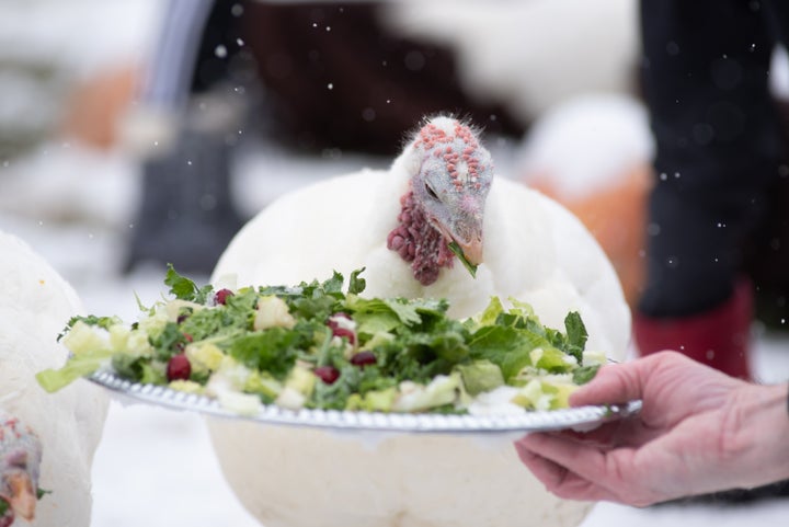 A far cry from the way we usually see turkeys at the Thanksgiving table, a turkey is served a kale dinner at the 2018 "Honoring of the Turkeys" at Farm Sanctuary, an animal protection organization.