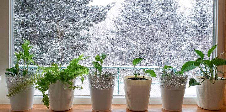 Why ruin such a lovely plant with fake snow : r/houseplants