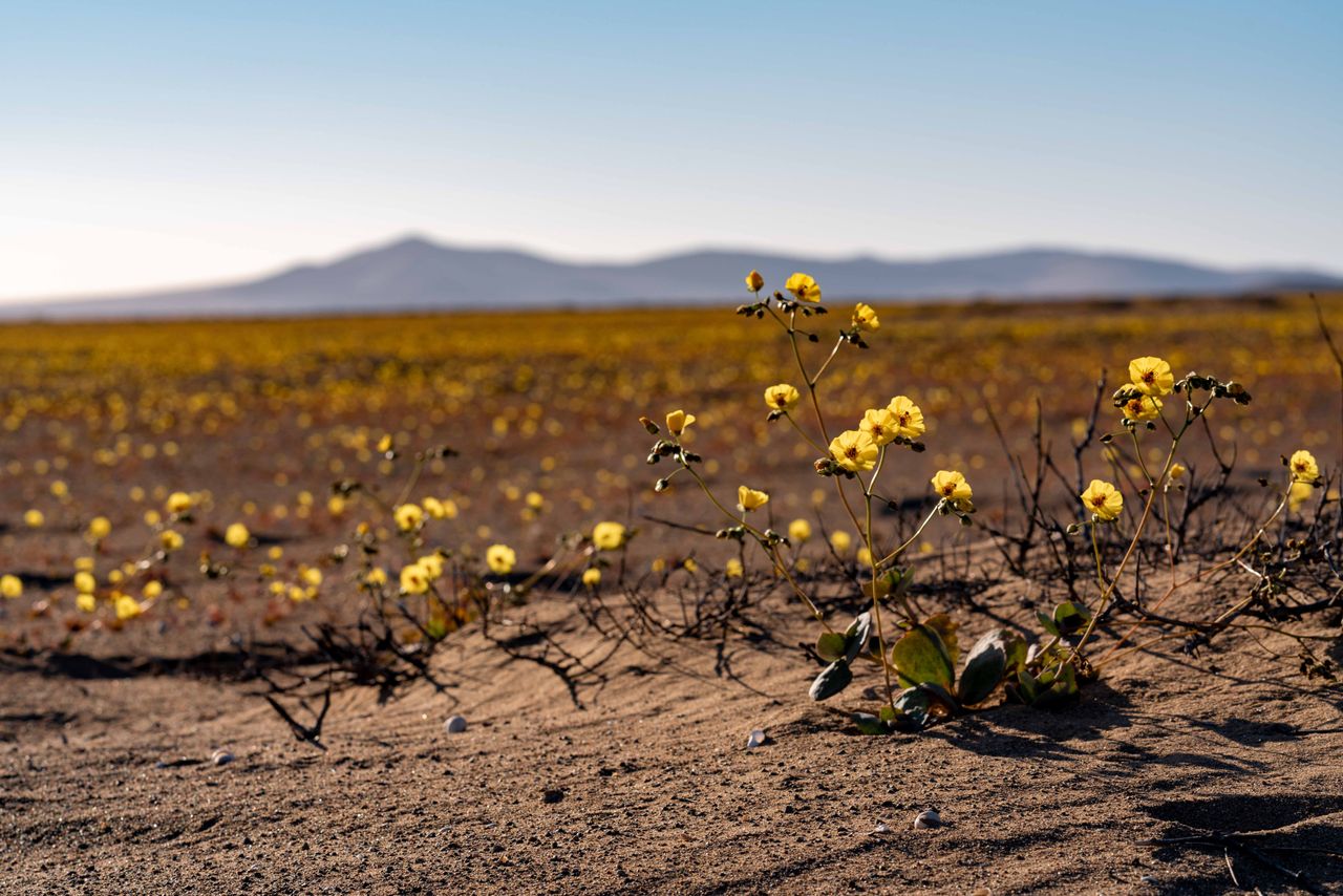 Flowers bloom in the Atacama desert on Oct. 20 in Copiapo, Chile. Despite being in one of the world's driest regions, hundreds of desert flowers sprout in the Atacama desert.