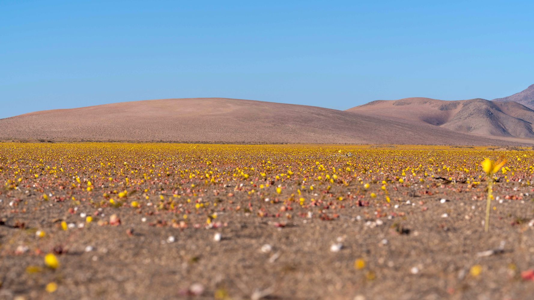 Desert look. Почва пустынная степь. Самая суровая пустыня. Atacama Desert Chile.