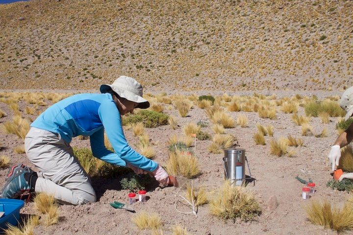 Gabriela Carrasco, an undergraduate researcher at the time, is identifying, labeling, collecting, and freezing plant samples in the Atacama Desert. These samples then traveled 1,000 miles, kept under dry ice to be processed for RNA extractions in Rodrigo Gutiérrez’s lab in Santiago de Chile. The species Carrasco is collecting here are Jarava frigida and Lupinus oreophilus.