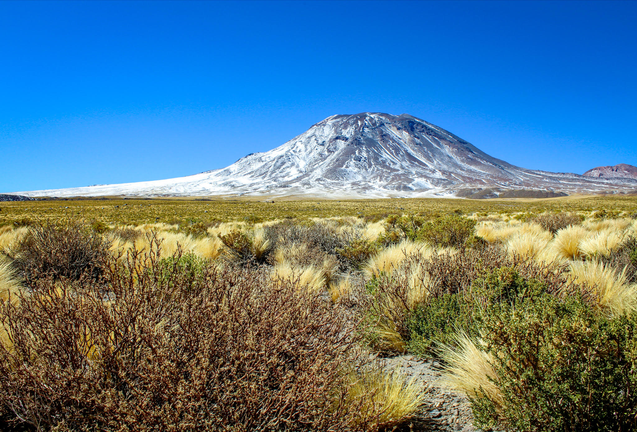 Some of the brush Rodrigo Gutiérrez and his team photographed on one of their expeditions.