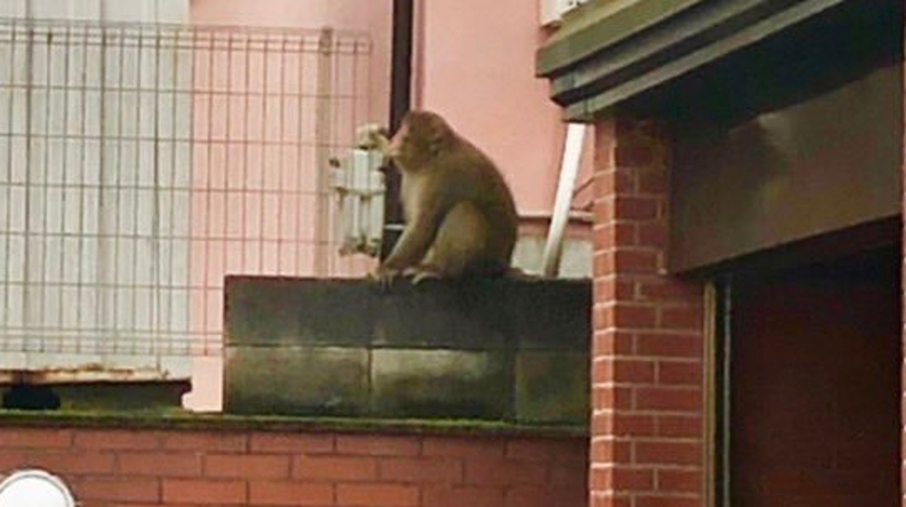 渋谷に猿出没 遭遇時に注意すべき4つの鉄則 区が呼びかけ 目を合わせないで 画像 ハフポスト 渋谷に猿出没 遭遇時に注意すべき4つの鉄則 区が呼びかけ 目を合わせないで 画像 ハフポスト