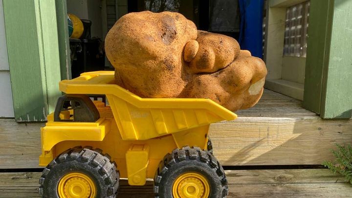 Now that's a potato