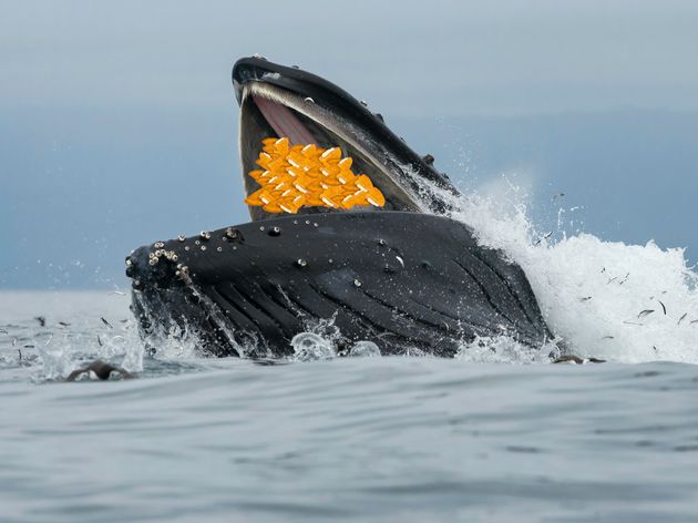 A humpback whale lunge feeds on anchovies in Monterey Bay, California