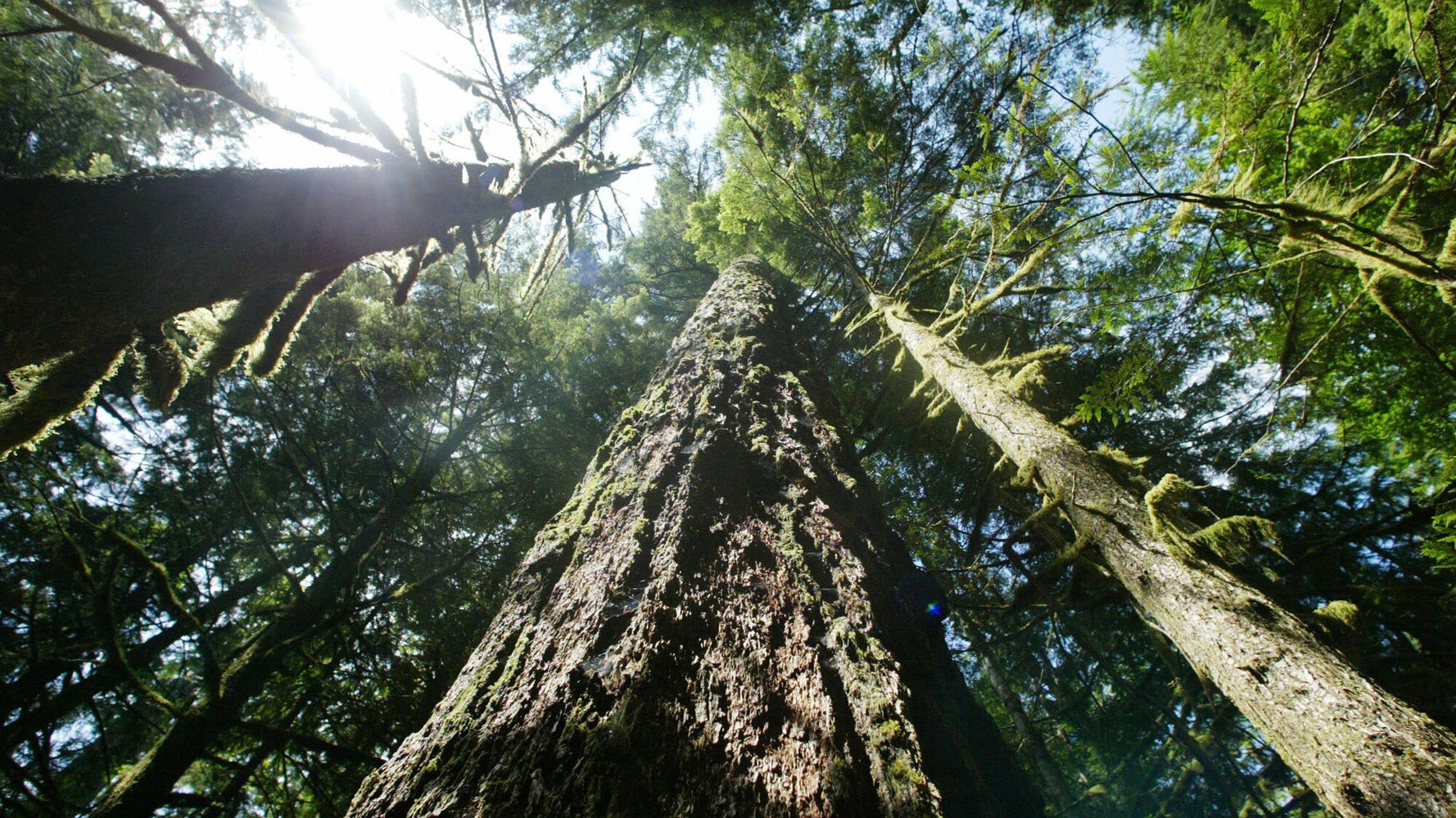 Experts deplore Biden’s mixed messages about old forests