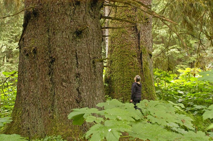 A woman stands beneath towering trees on Northeast Baranof Island in Alaska's Tongass National Forest.