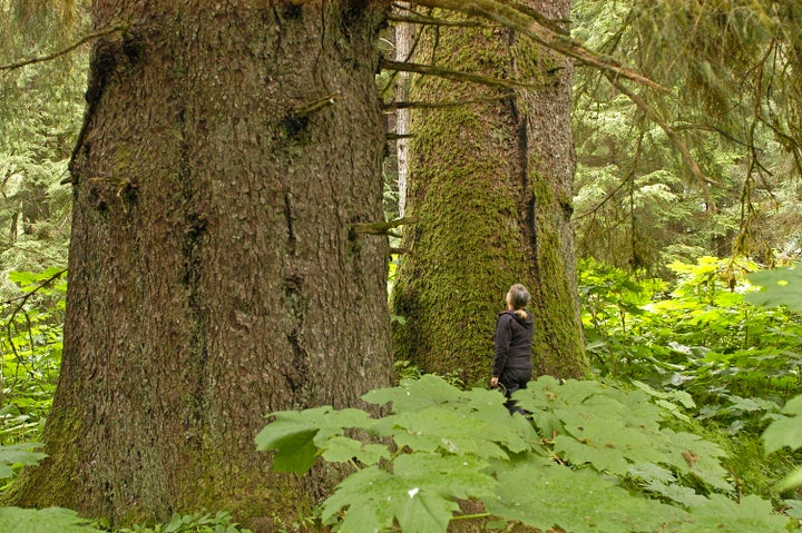 A woman stands under tall trees on the northeastern island of Baranof in the Tongass National Forest in Alaska.