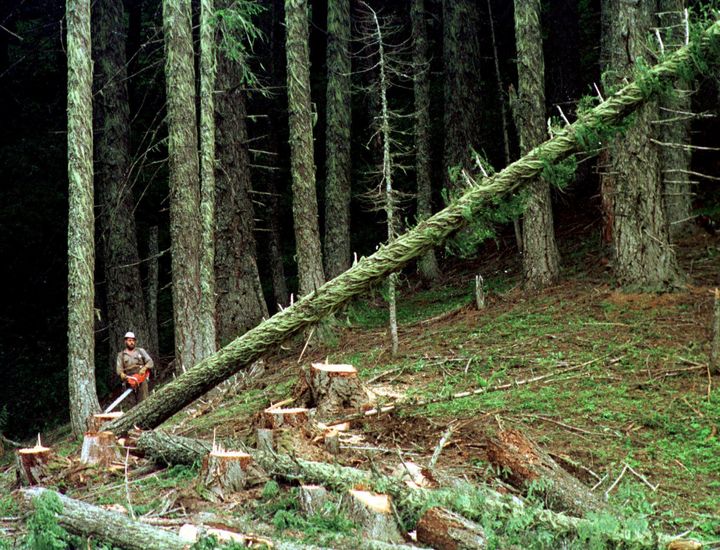 A large fir tree falls to a forest floor after being cut down by a logger in Umpqua National Forest near Oakridge, Oregon.