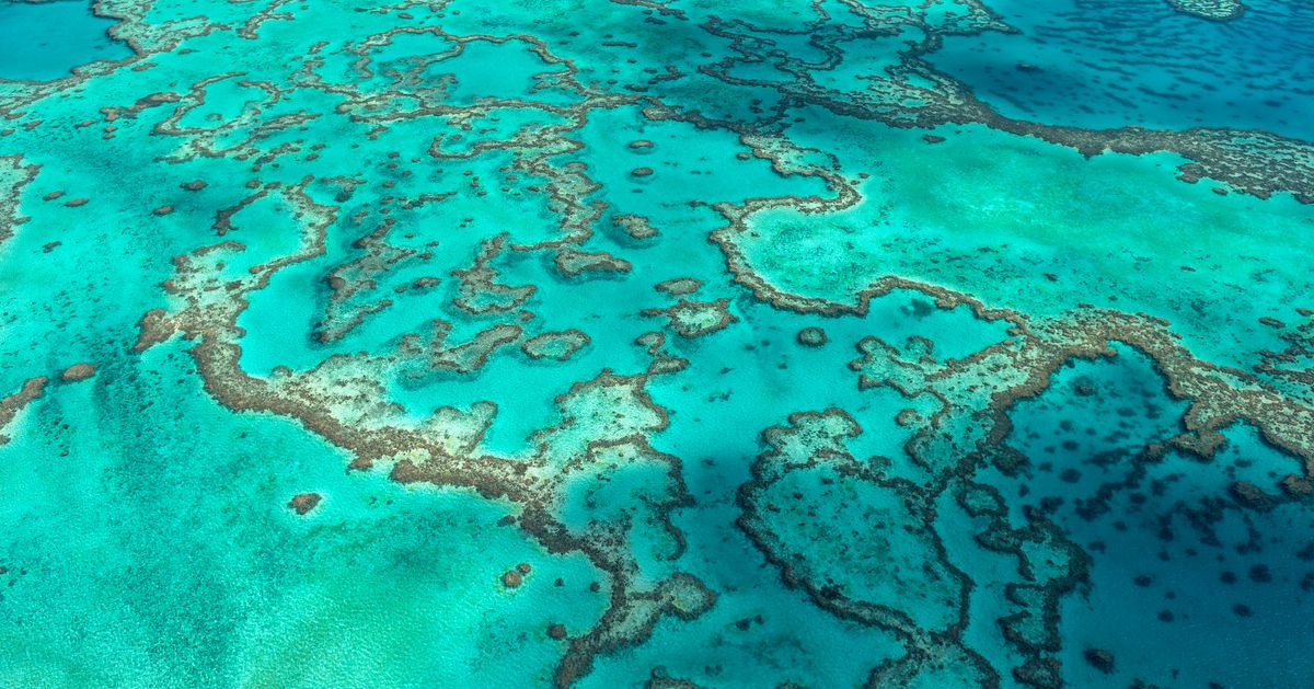 Tyrimas rodo, kad tik 2% Didžiojo barjerinio rifo išgyveno po koralų balinimo