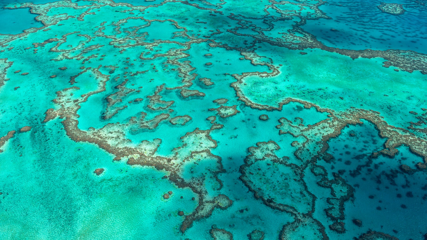 연구에 따르면 그레이트 배리어 리프의 2%만이 산호 백화에서 살아남았습니다. 연구에 따르면 그레이트 배리어 리프의 2%만이 산호 백화에서 살아남았습니다.