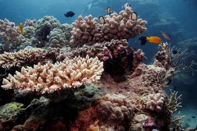 I pesci della barriera corallina nuotano sulle colonie restaurate della barriera corallina sulla Grande Barriera Corallina al largo della costa di Cairns, in Australia,...