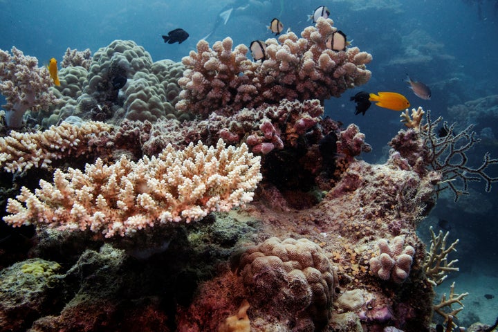 2019년 호주 케언즈 연안의 그레이트 배리어 리프(Great Barrier Reef)에 있는 복원된 산호초 군락 위로 암초 물고기가 헤엄치고 있습니다.